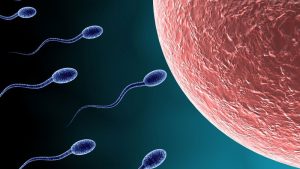 spermatozoides_ovule1